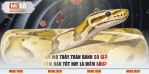 Nằm Mơ Thấy Trăn Đánh Số Gì? Điềm Báo Tốt Hay Là Điềm Xấu?