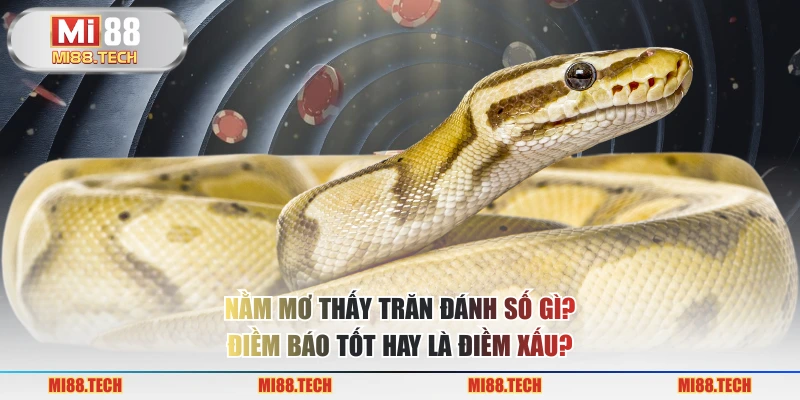 Nằm Mơ Thấy Trăn Đánh Số Gì? Điềm Báo Tốt Hay Là Điềm Xấu?